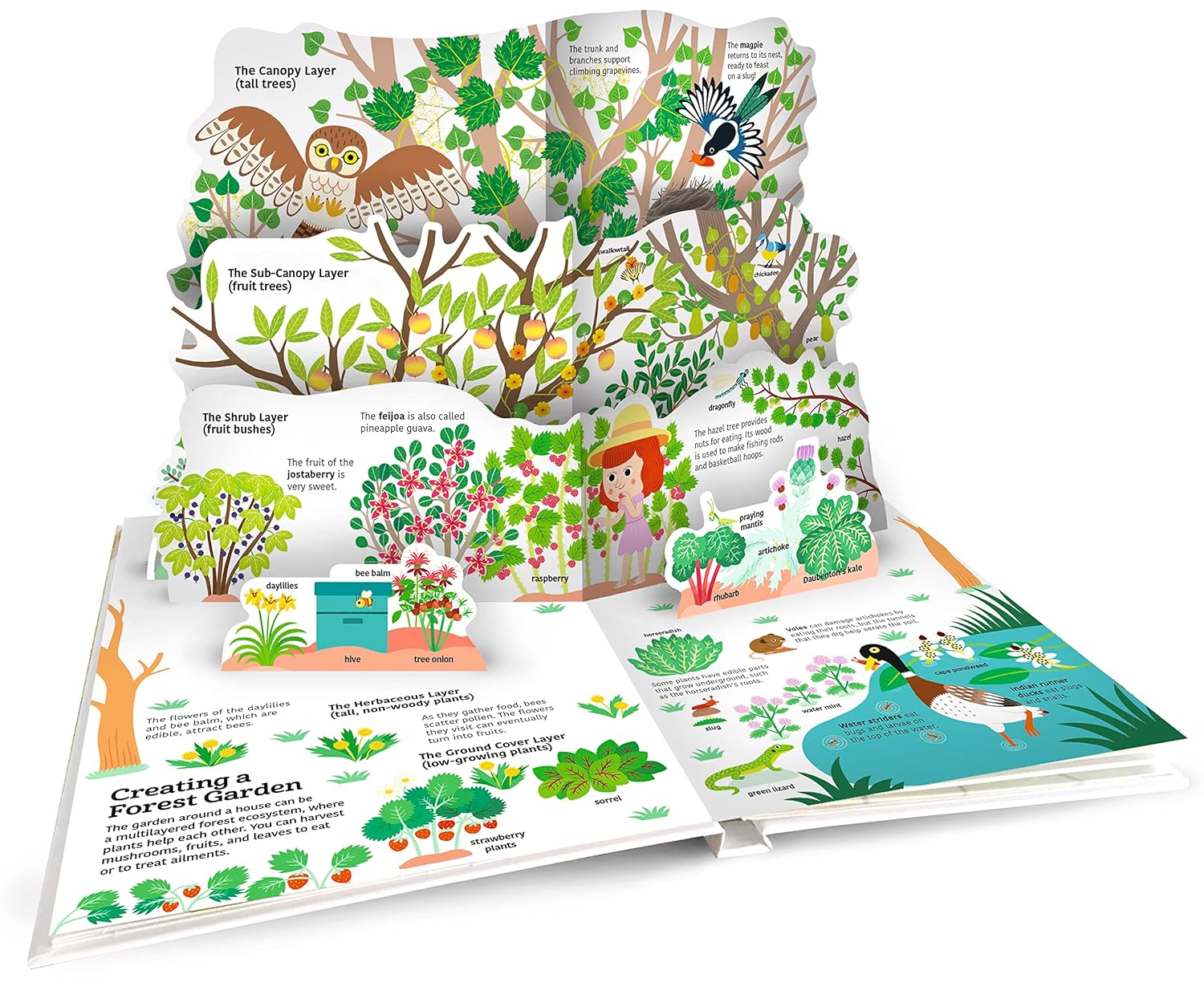 Educational children's book with illustrations of a forest and people, open to show different layers of a forest.