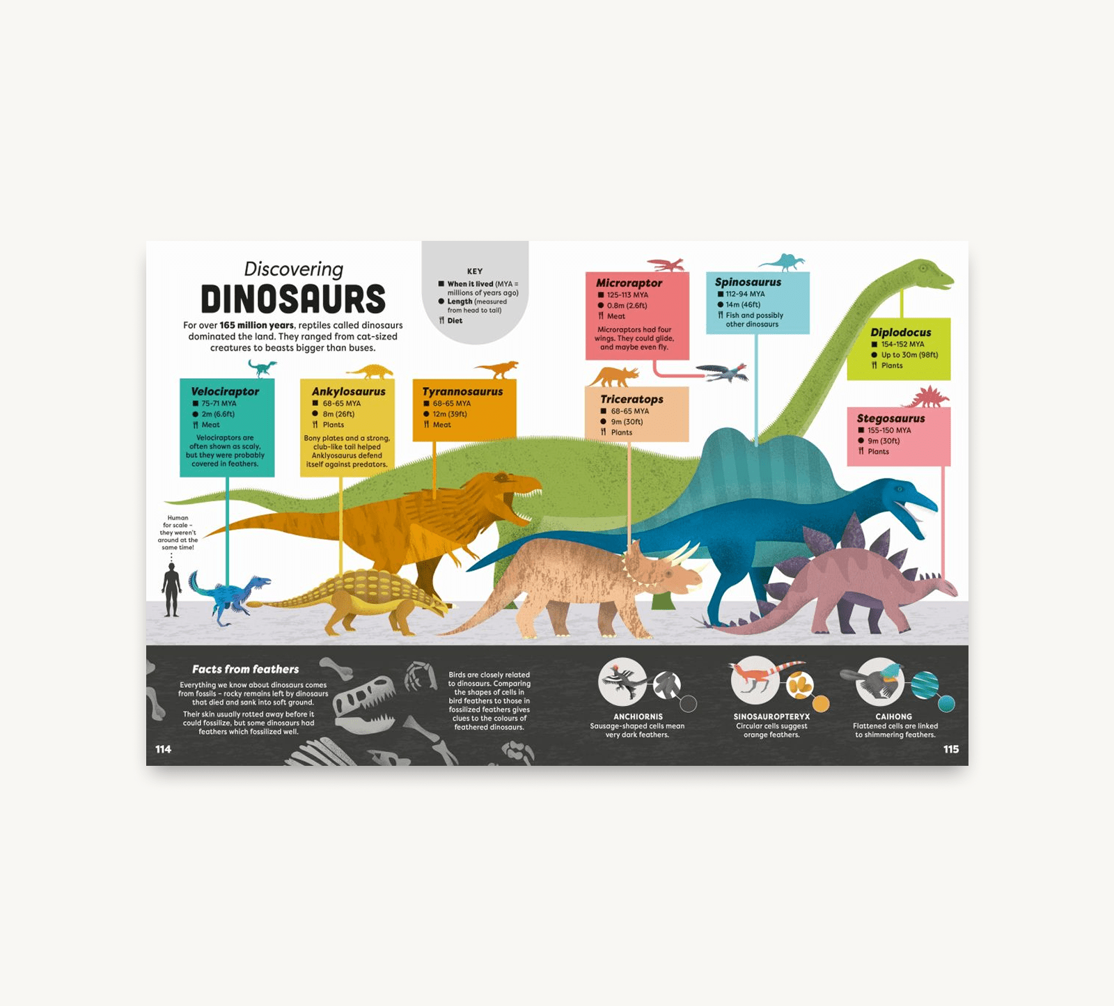Educational poster about dinosaurs with illustrations and text on a white background