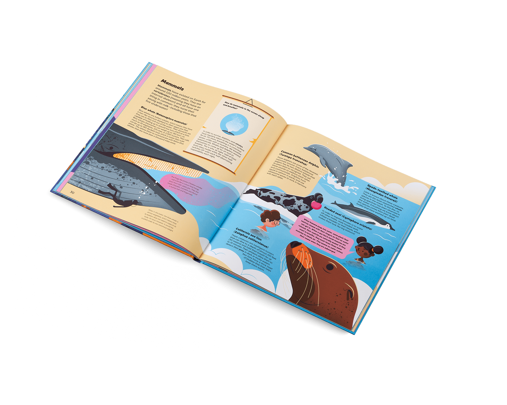 Open book showing pages with illustrations of marine animals on a white background