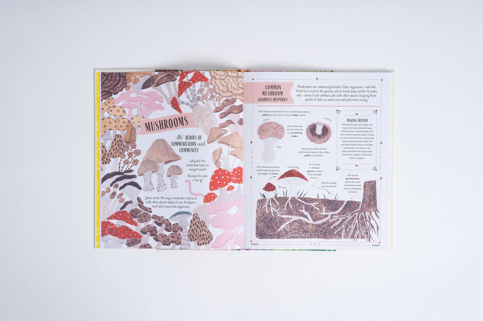 Open book with illustrations of mushrooms on a white background