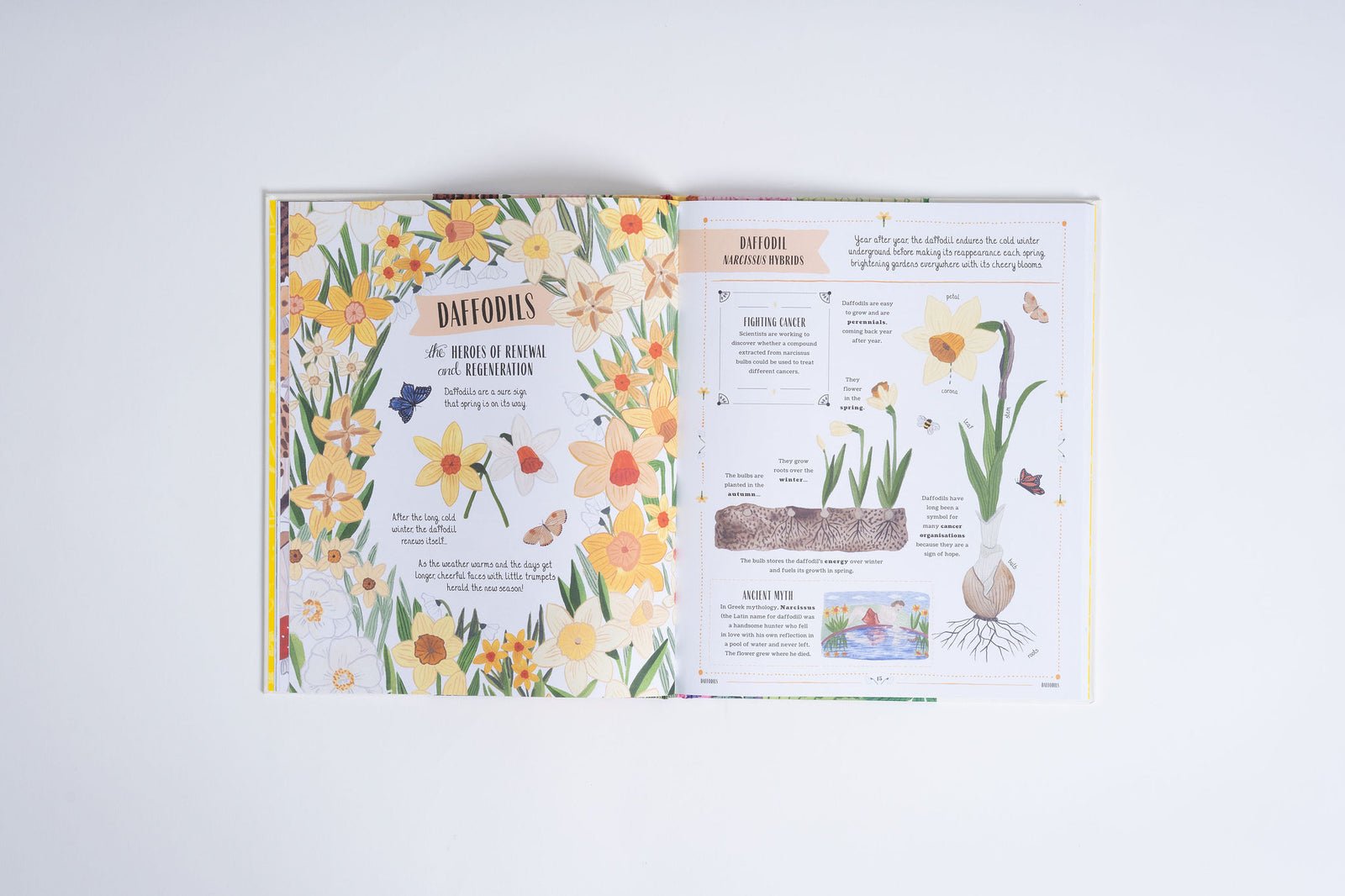 Open book with illustrations of daffodils on a white background
