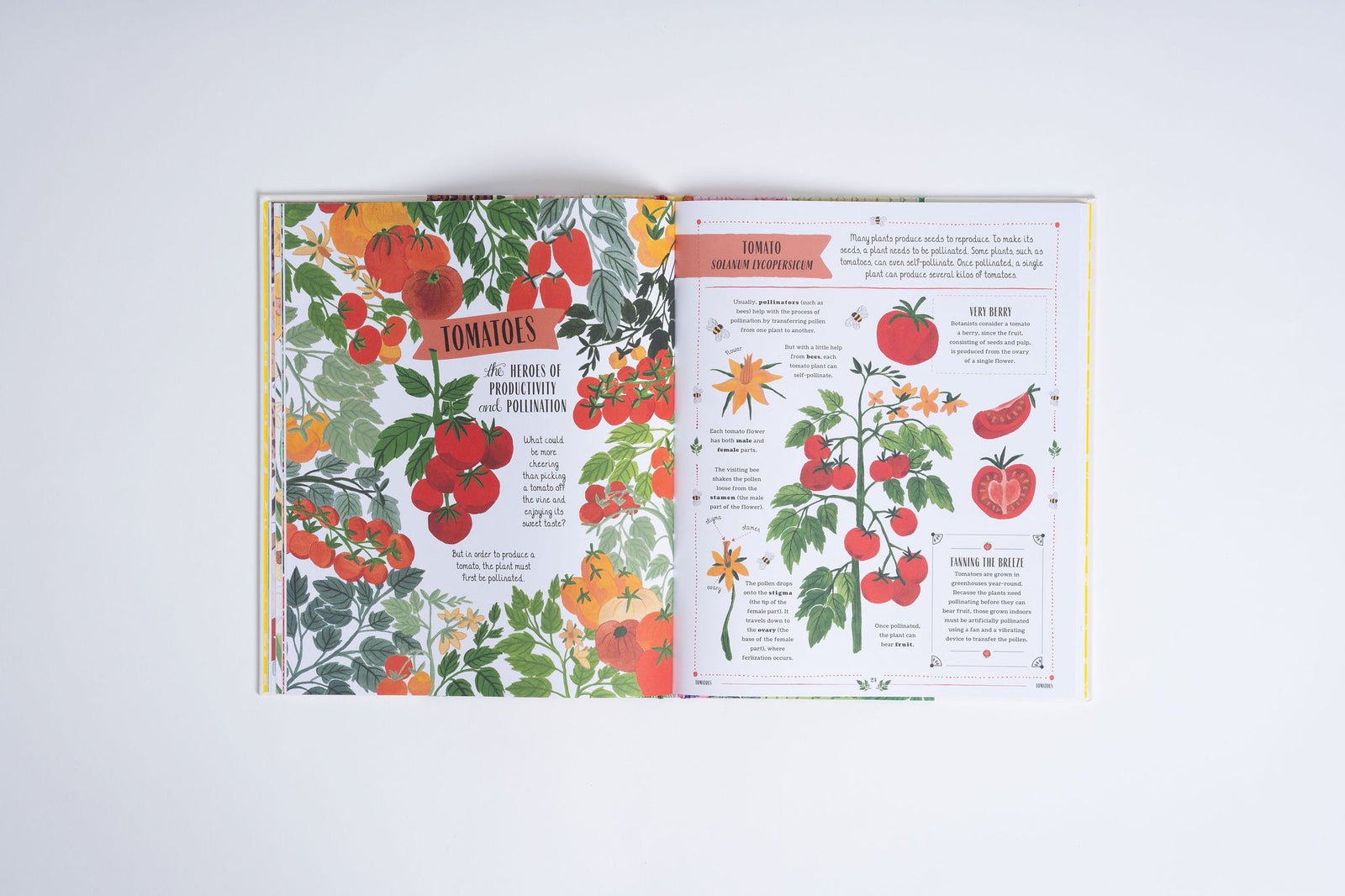Open book showing pages with tomato illustrations and text on a white background