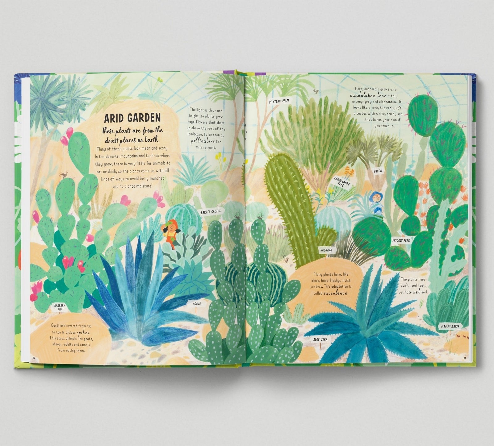 Illustrated book open to pages with cacti and succulents on a light gray background