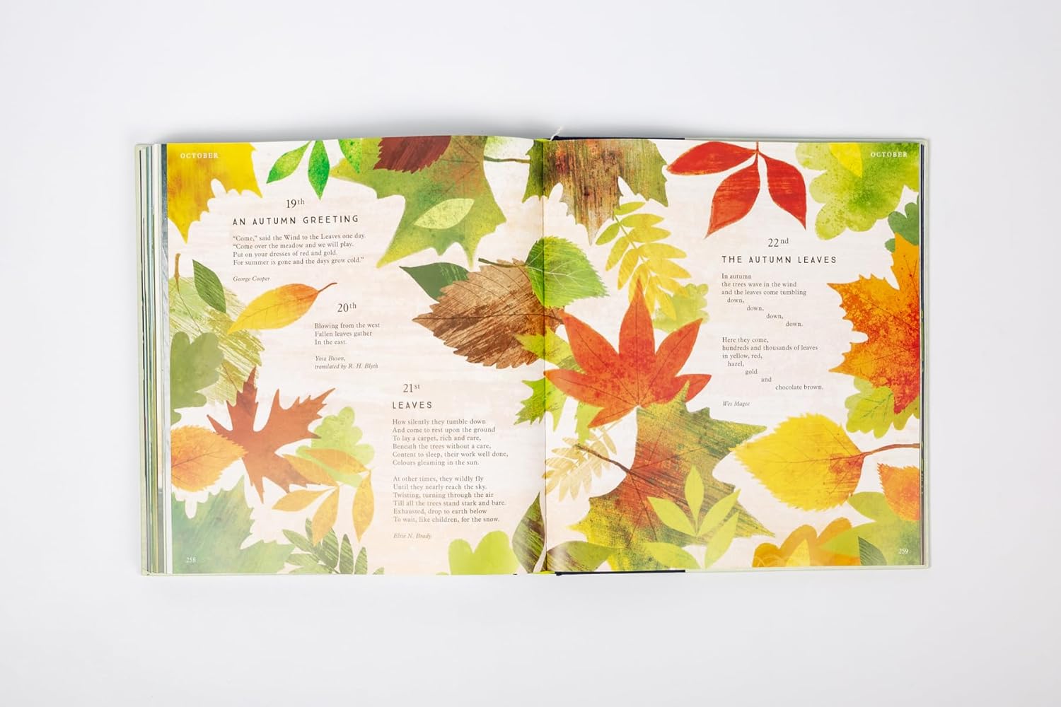 I Am the Seed That Grew the Tree - Haliburtons & Co.