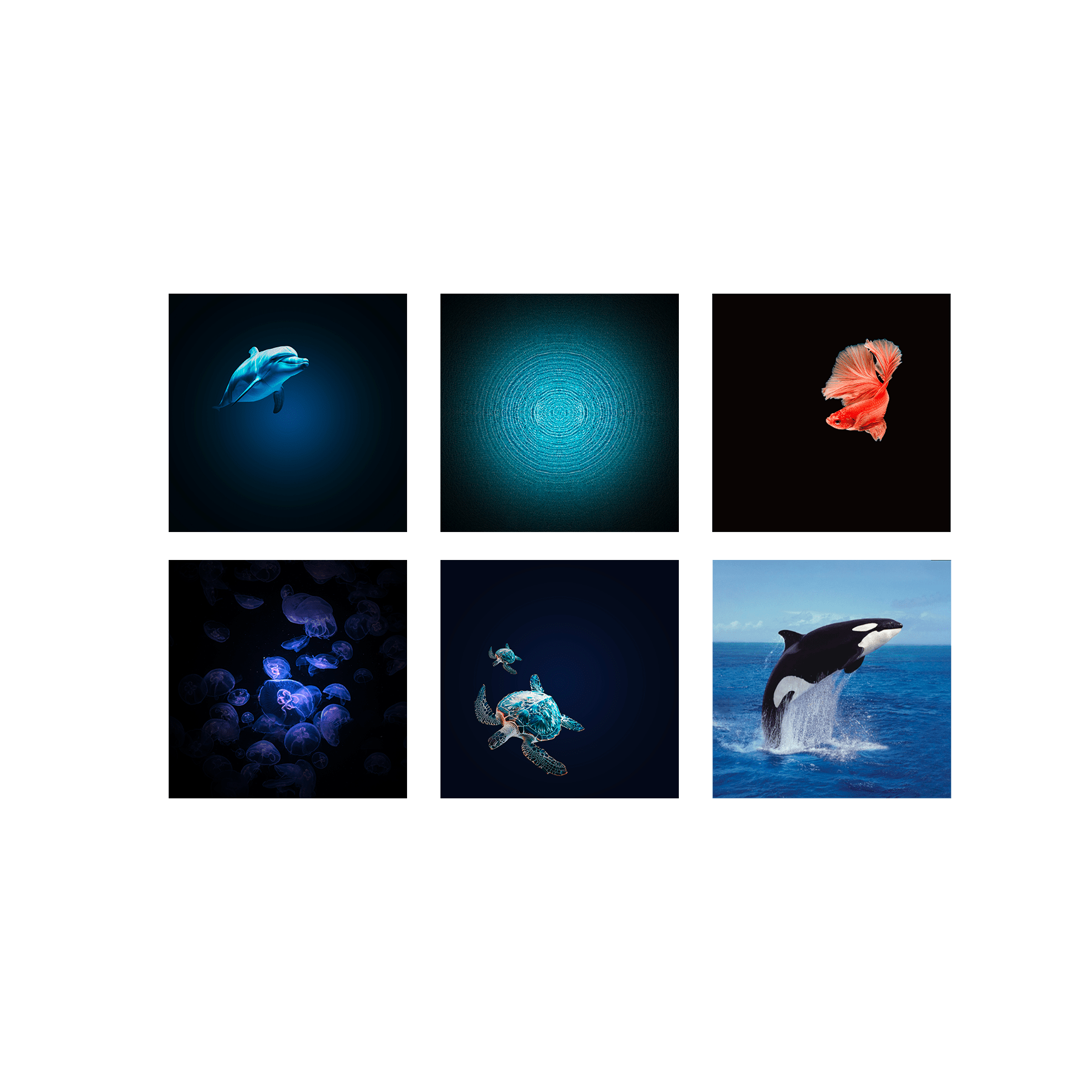 Set of six square images featuring marine life on a white background