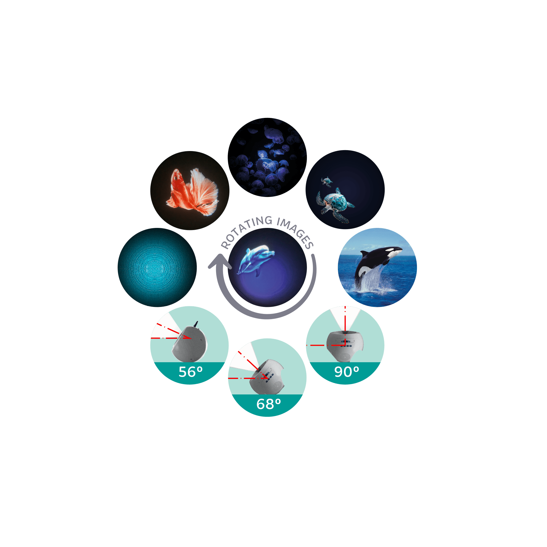 Diagram showing rotating images of marine life with labeled angles on a white background.