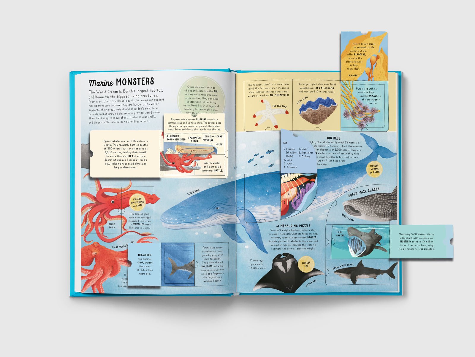Open book with marine life illustrations and text on a white background