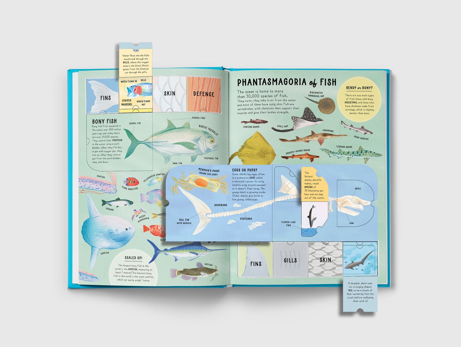 Open book with illustrations of fish and educational text on a white background