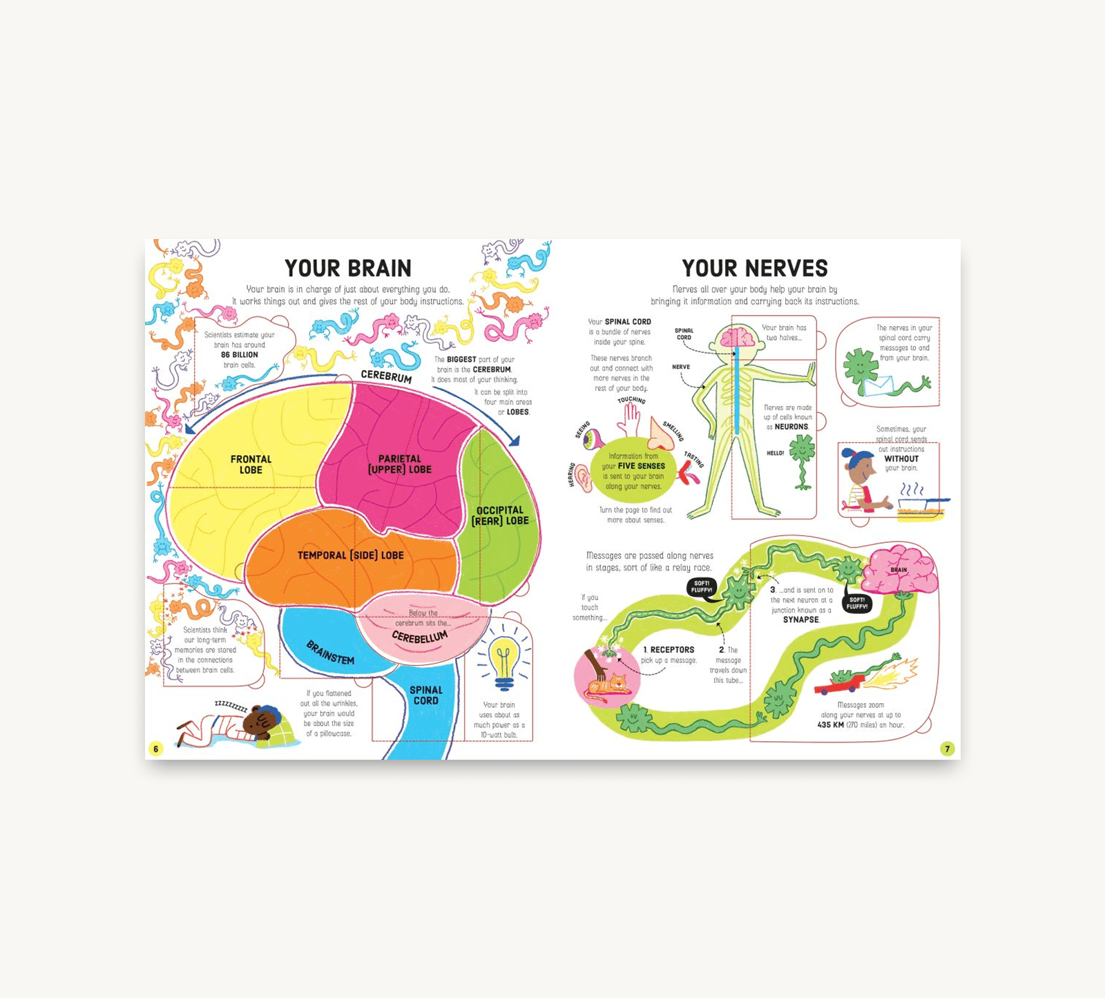 Educational poster about the brain and nerves with colorful illustrations on a white background