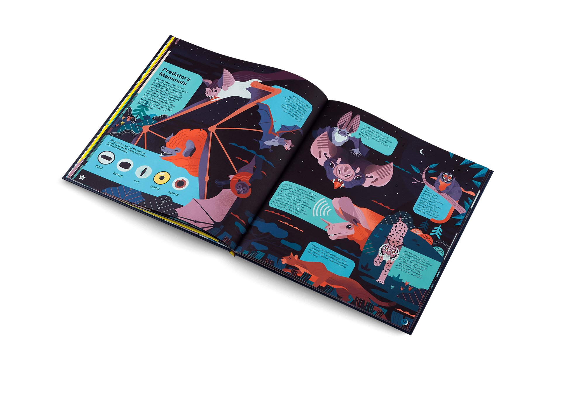 Nocturnal: Animals After Dark - Haliburtons & Co.