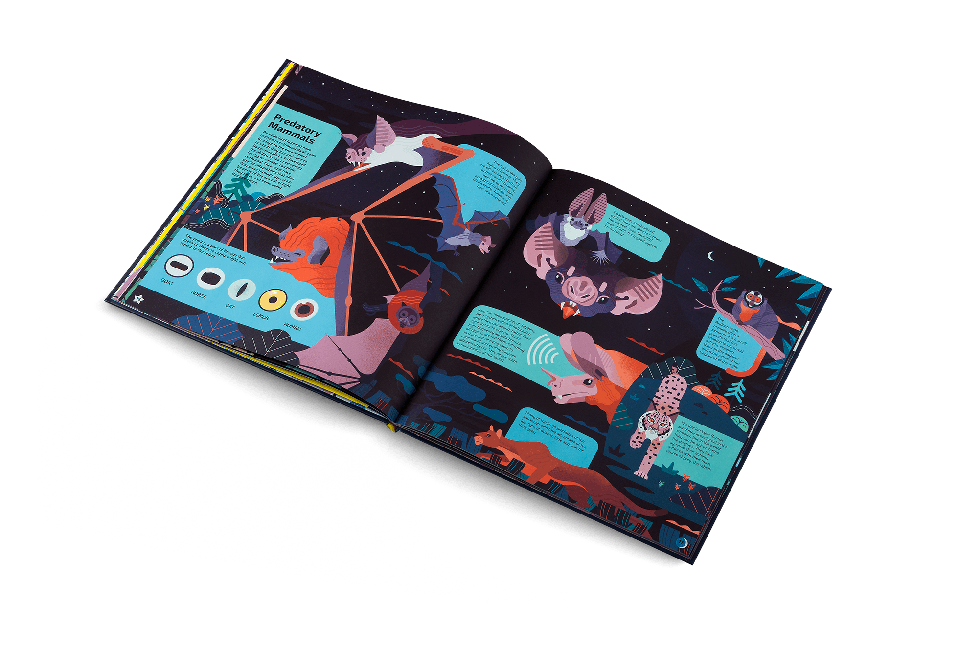 Nocturnal: Animals After Dark - Haliburtons & Co.