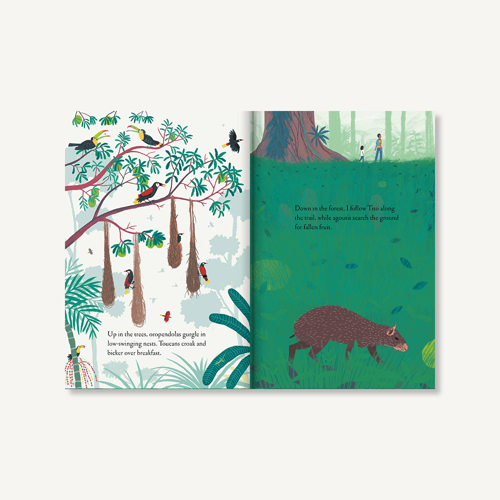 Over and Under the Rainforest by Kate Messner - Haliburtons & Co.