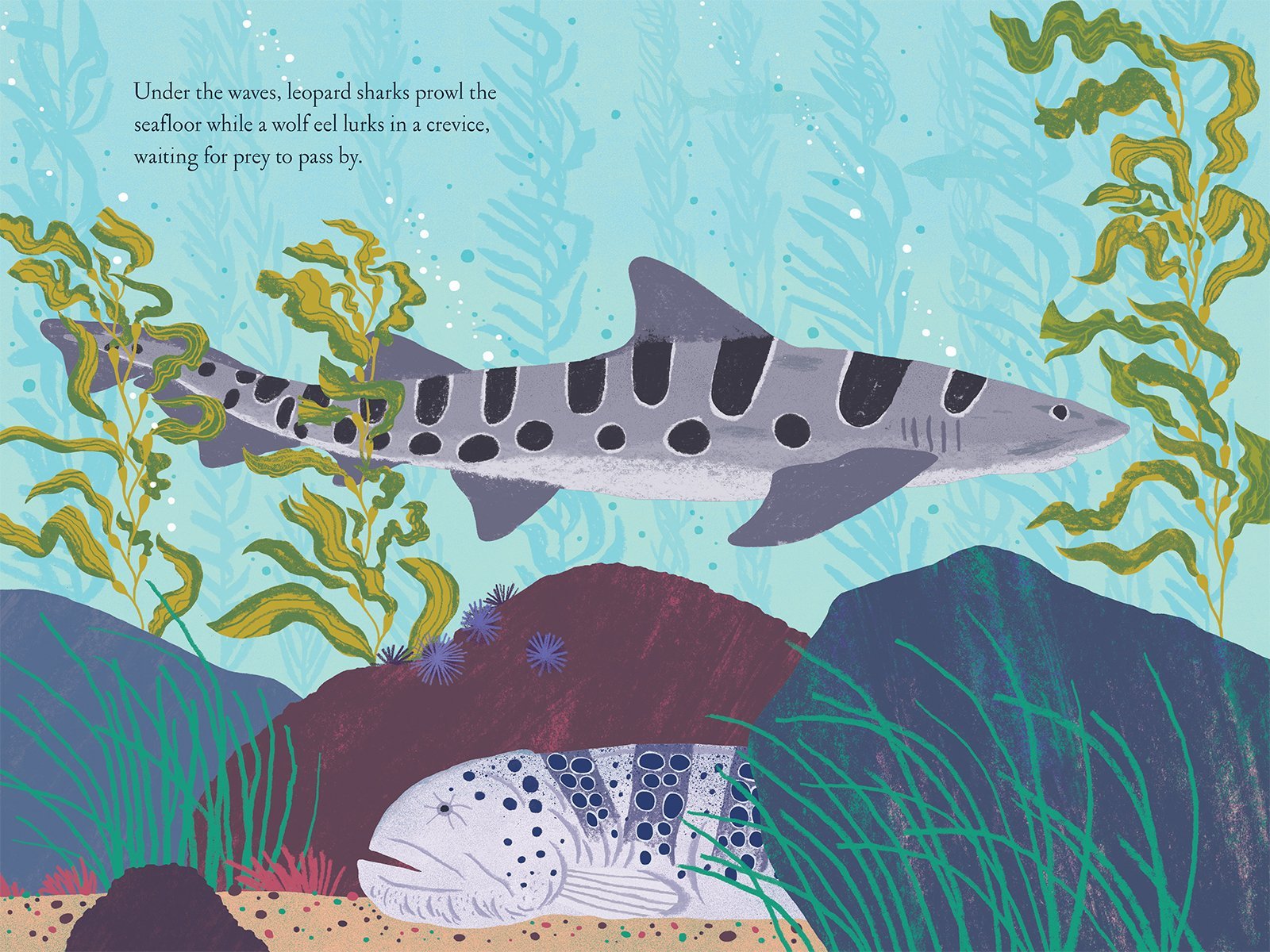 Over and Under the Waves by Kate Messner - Haliburtons & Co.