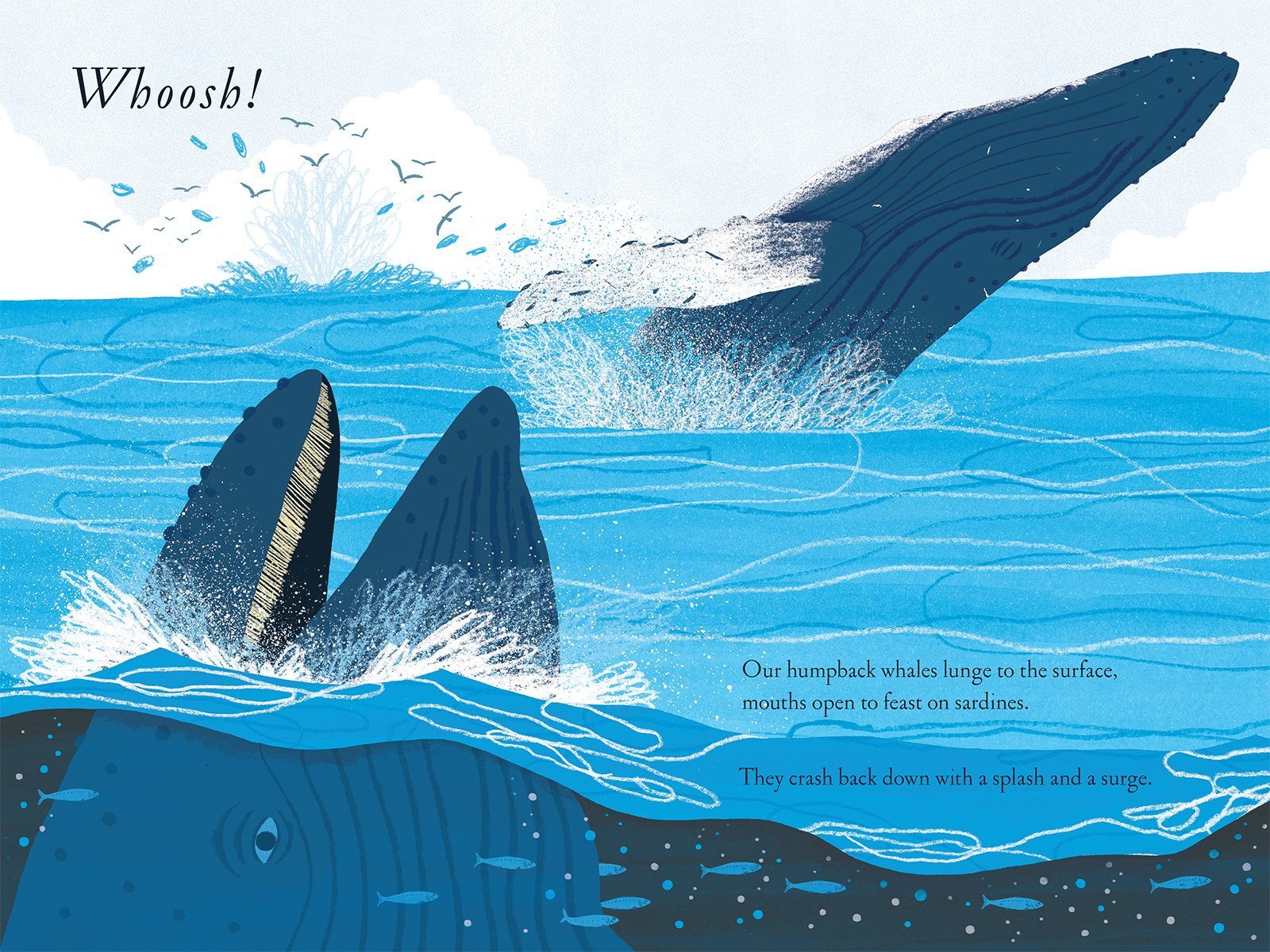 Over and Under the Waves by Kate Messner - Haliburtons & Co.