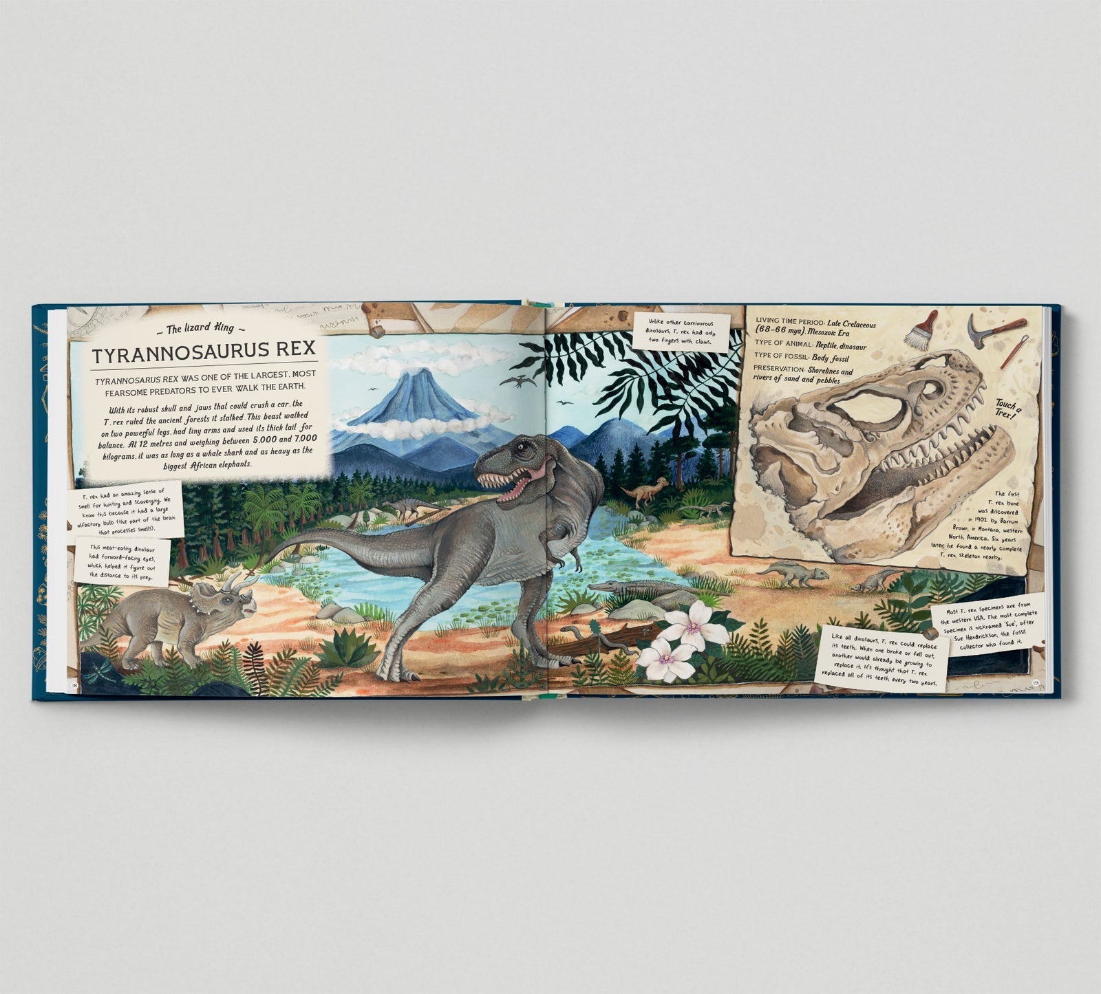 The Fossil Keeper's Treasure - Haliburtons & Co.