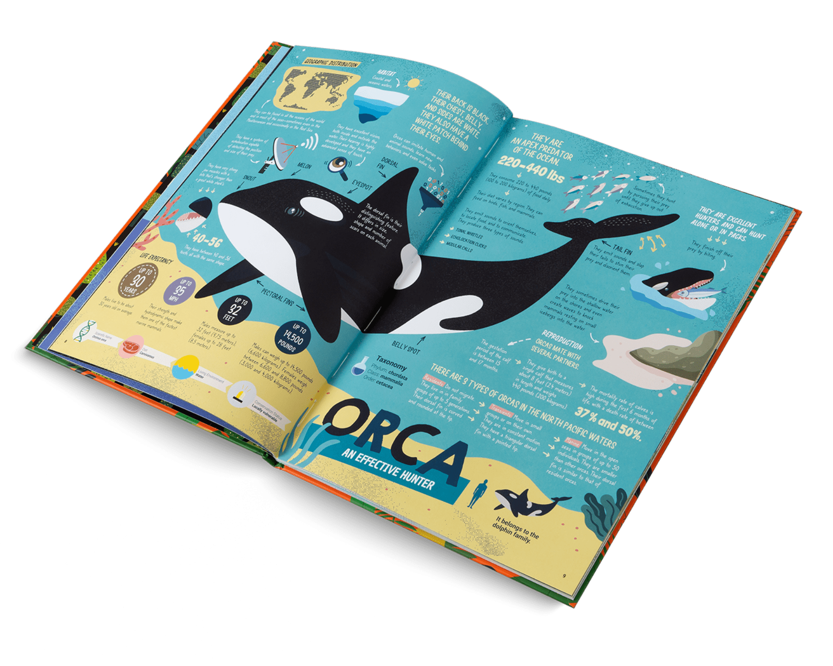 Open book with information about orcas on a white background