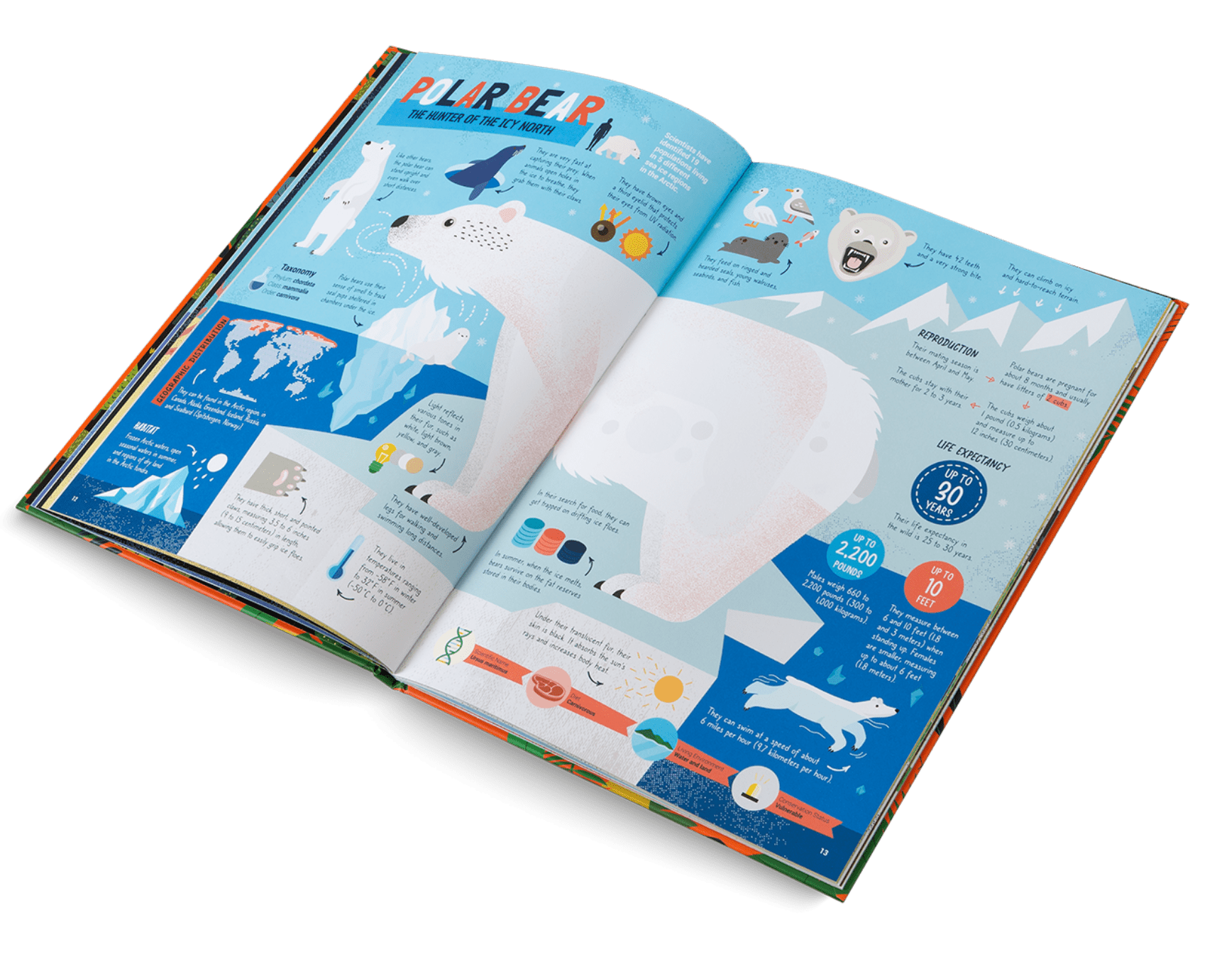 Open book with educational content about polar bears on a white background