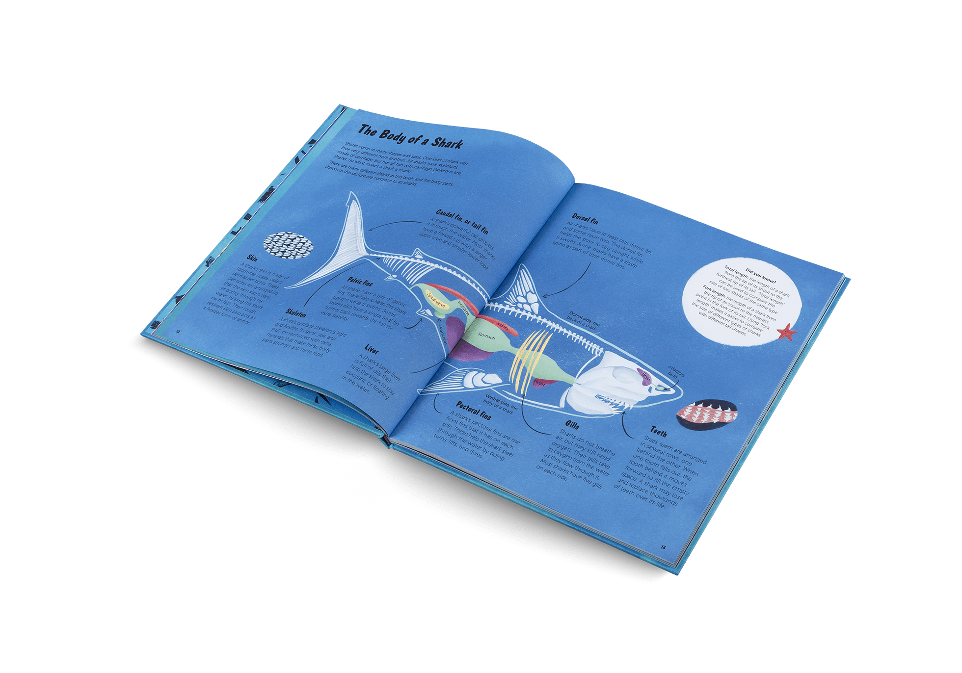 The World of Sharks - Haliburtons & Co.