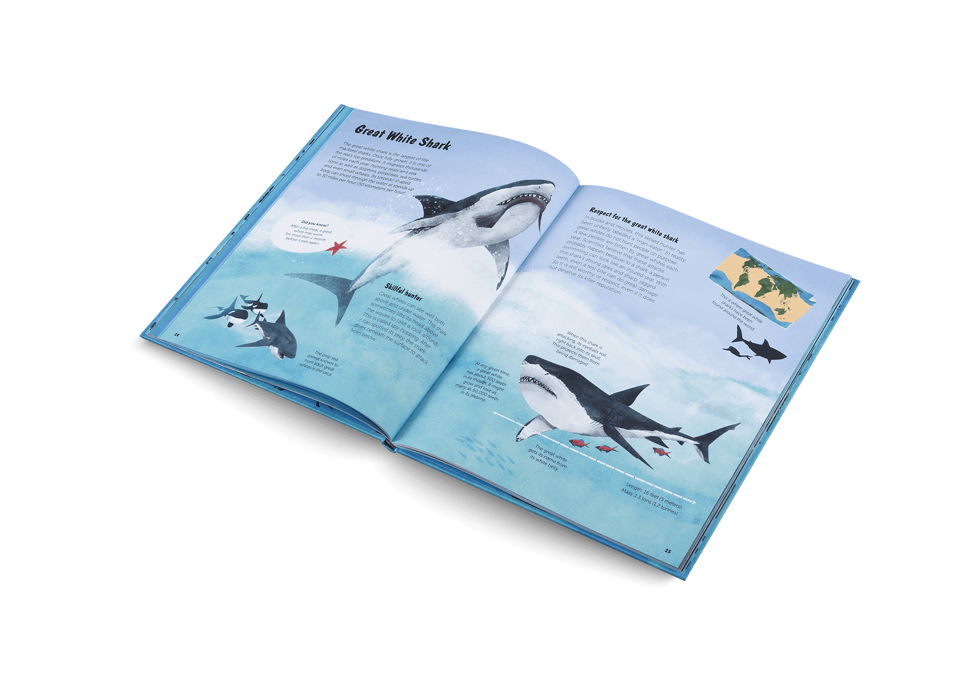 The World of Sharks - Haliburtons & Co.