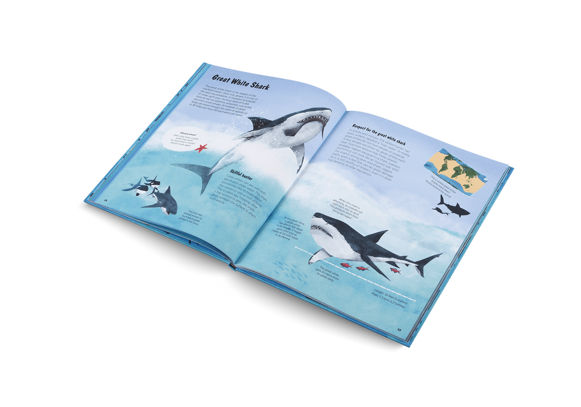 The World of Sharks - Haliburtons & Co.