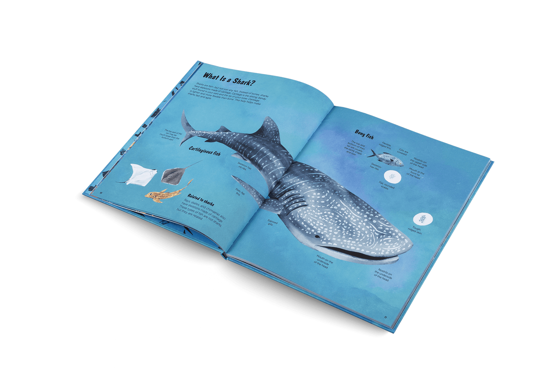 The World of Sharks - Haliburtons & Co.