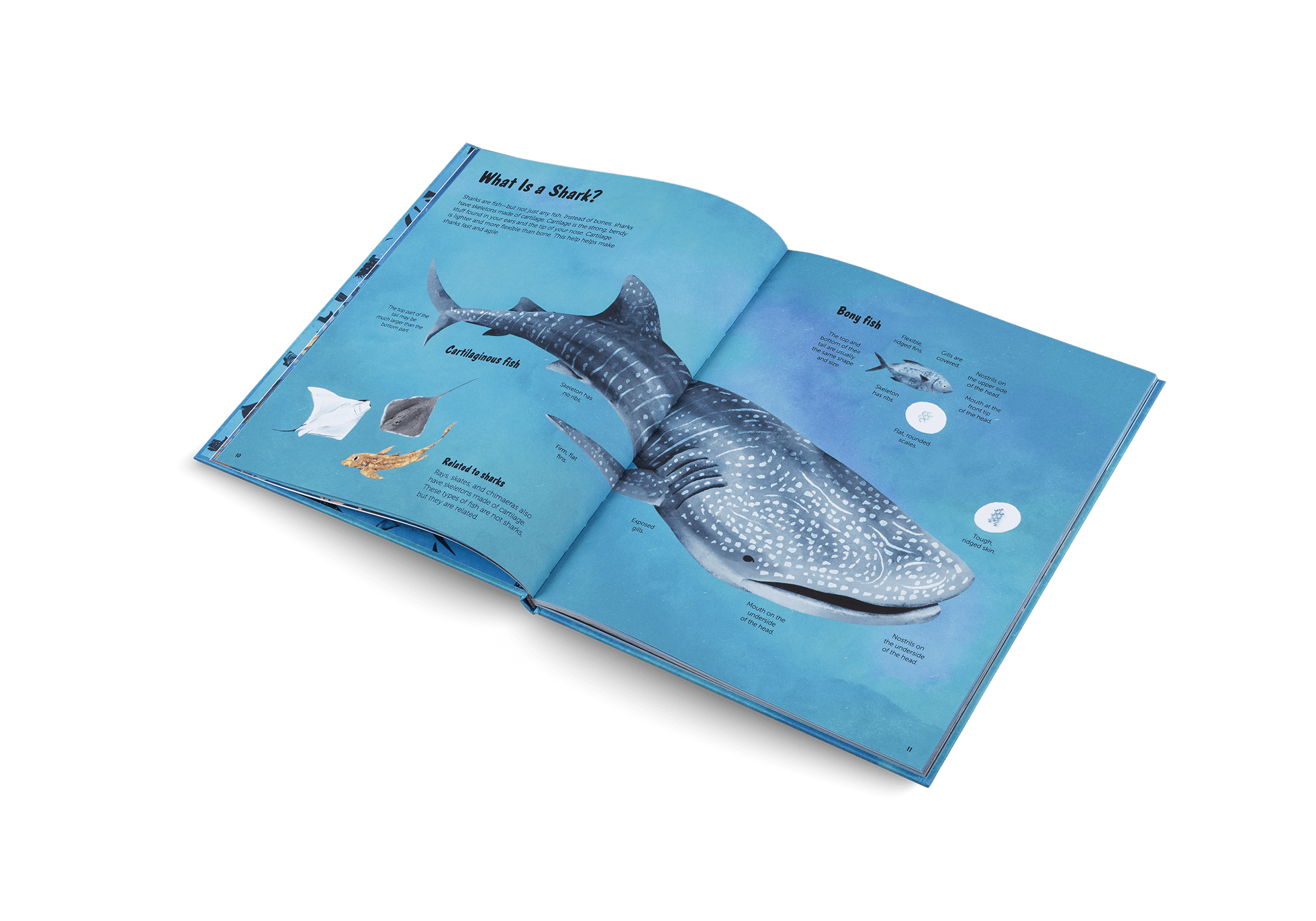 The World of Sharks - Haliburtons & Co.