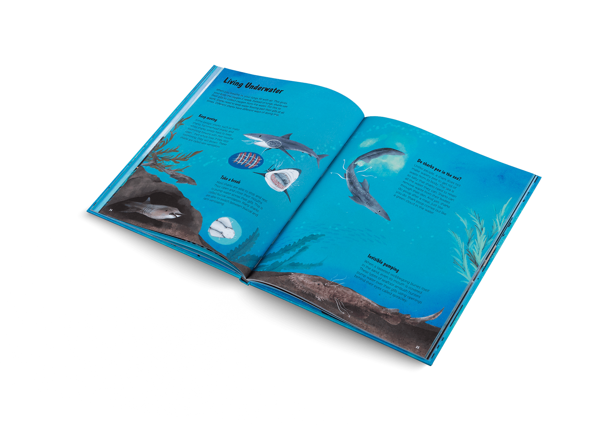 The World of Sharks - Haliburtons & Co.