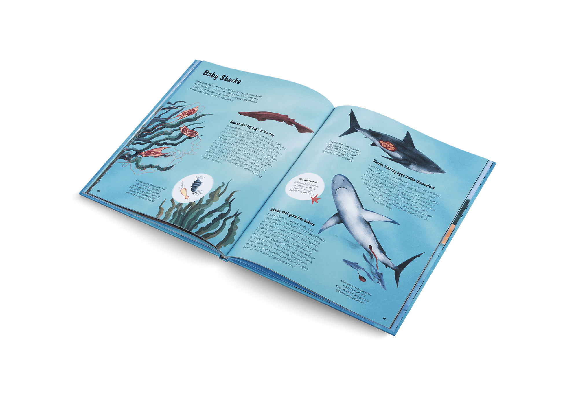 The World of Sharks - Haliburtons & Co.