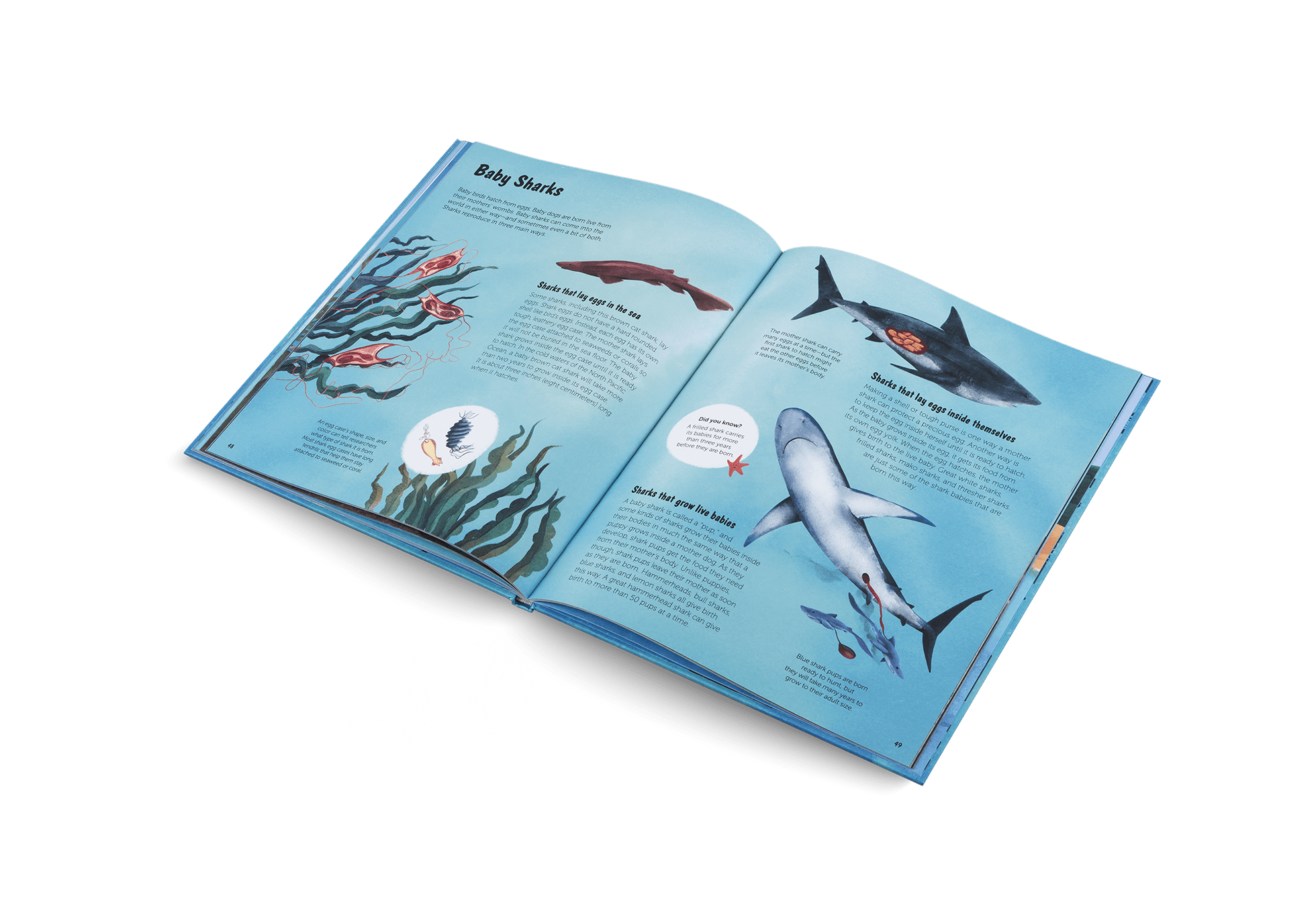 The World of Sharks - Haliburtons & Co.