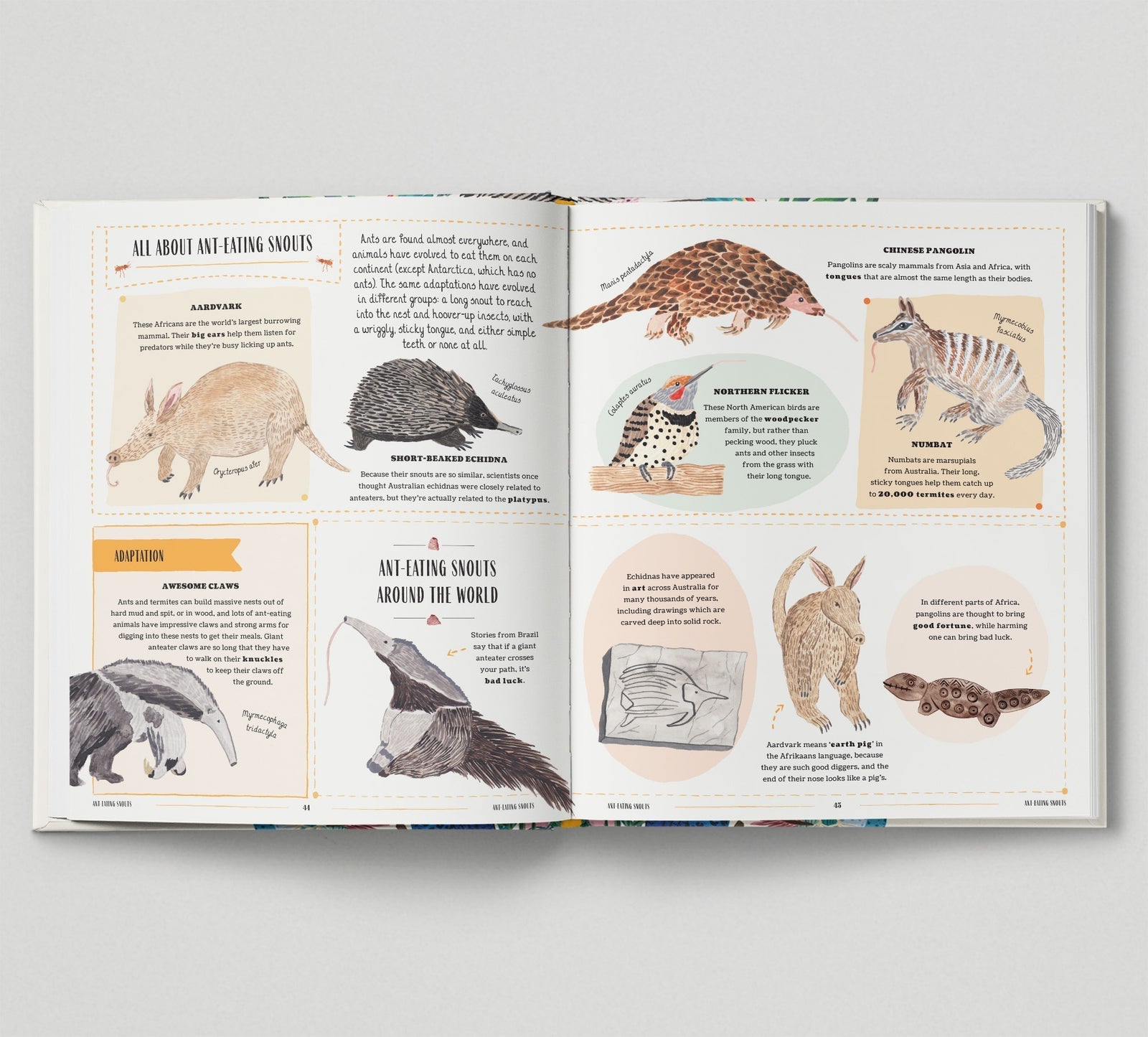 Open book showing illustrations and text about anteaters on a light gray background
