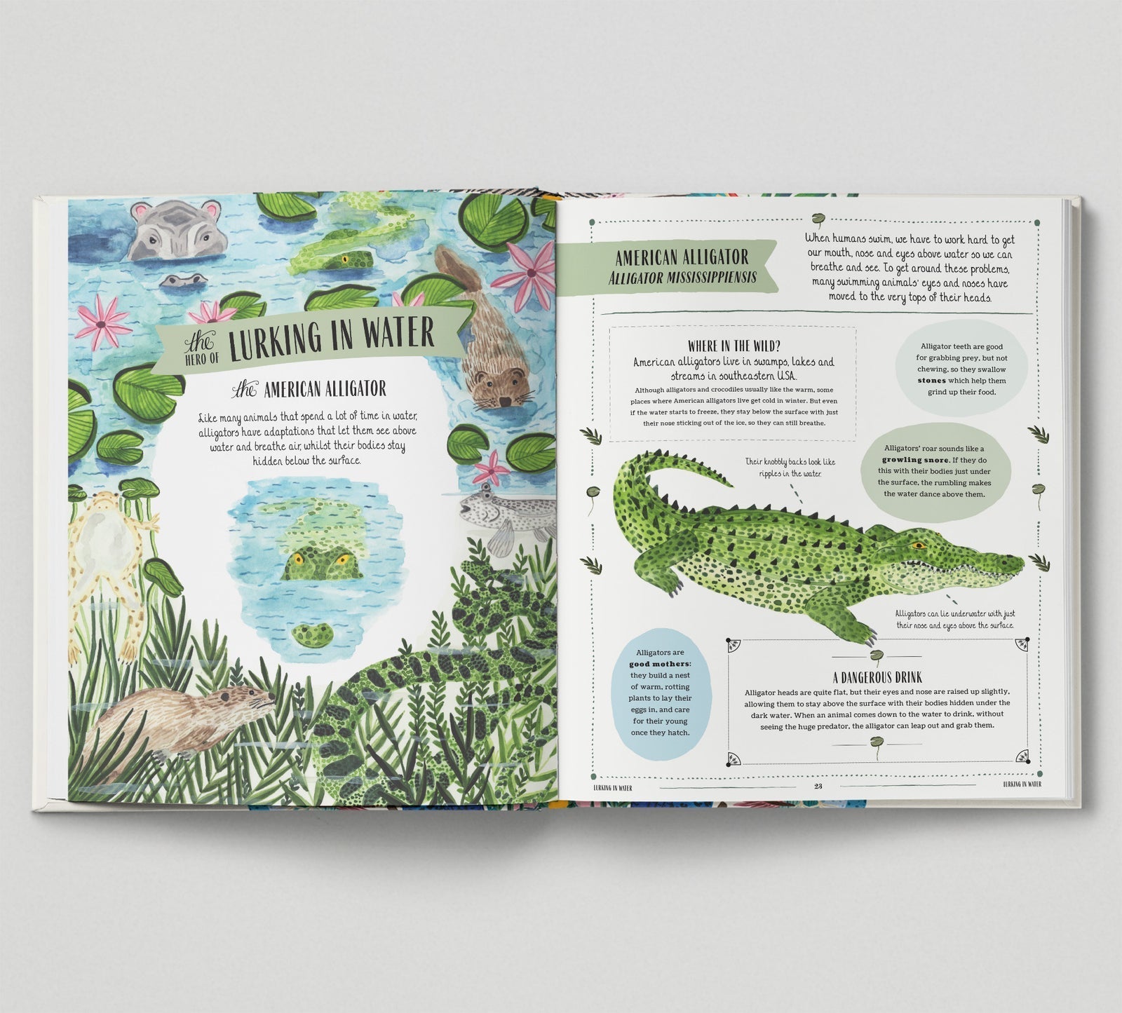Open book showing pages about American alligators with illustrations and text.